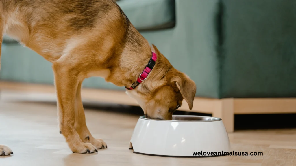 10 Reasons Can Dogs Control How Much They Eat