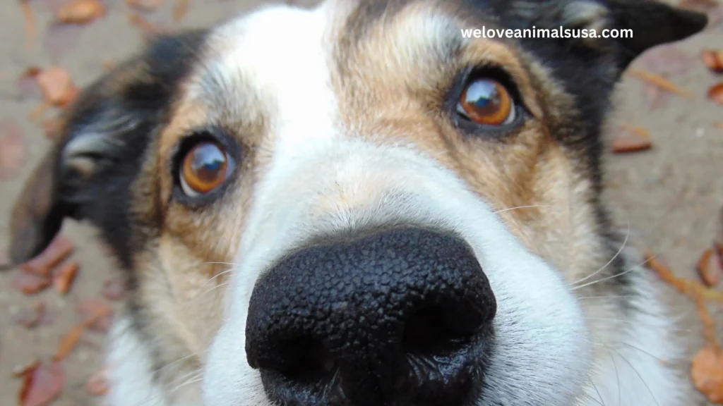 10 Reasons Why Are My Dog’s Eyes Cloudy