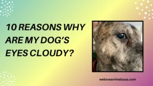 10 Reasons Why Are My Dog’s Eyes Cloudy