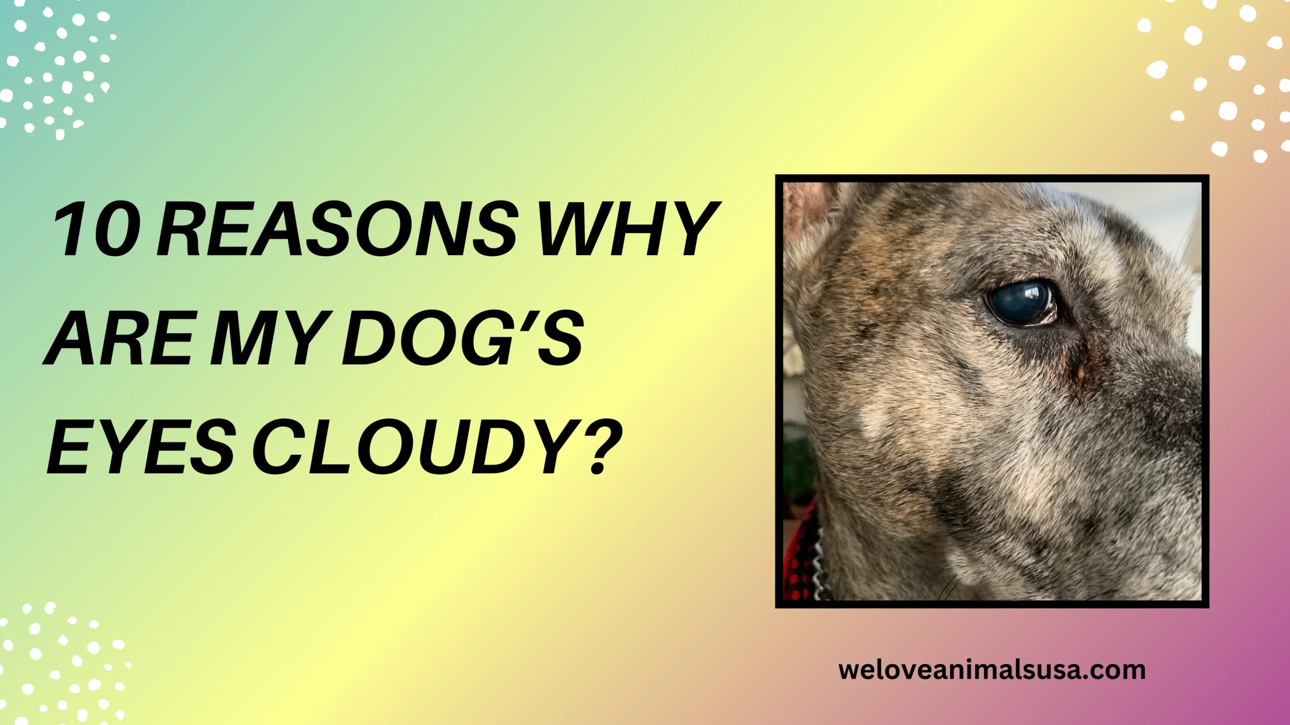 10 Reasons Why Are My Dog’s Eyes Cloudy