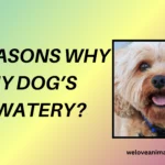 10 Reasons Why Are My Dog’s Eyes Watery