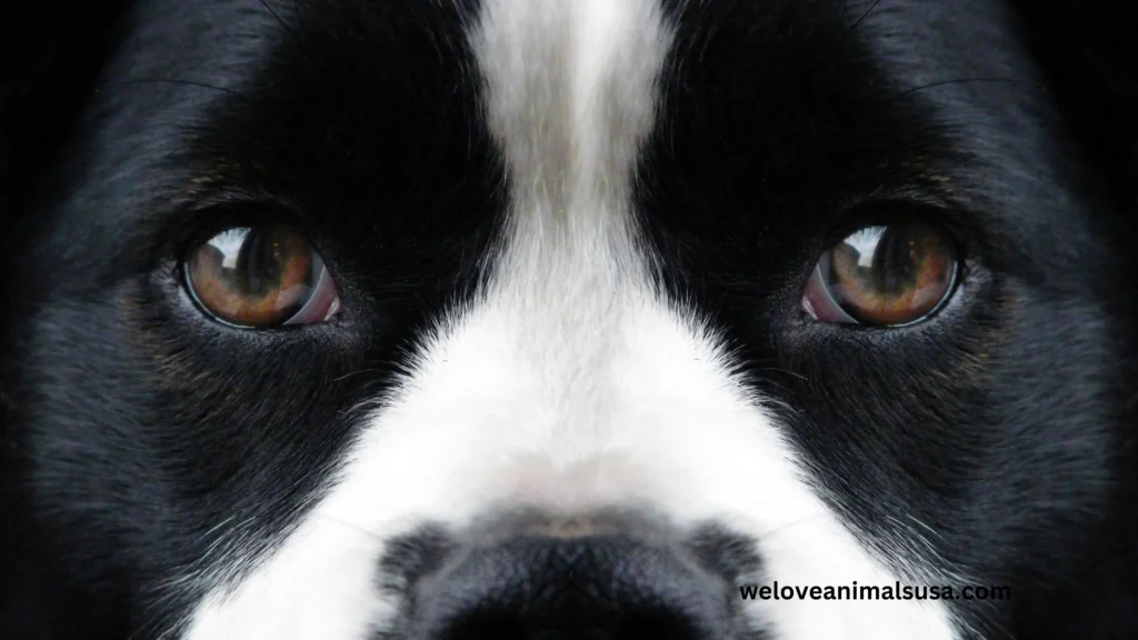 10 Reasons Why Are My Dog’s Eyes Watery
