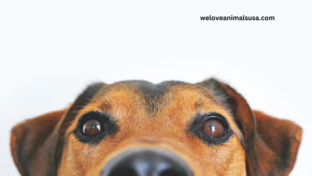 10 Reasons Why Are My Dog’s Eyes Watery