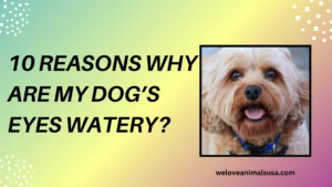 10 Reasons Why Are My Dog’s Eyes Watery
