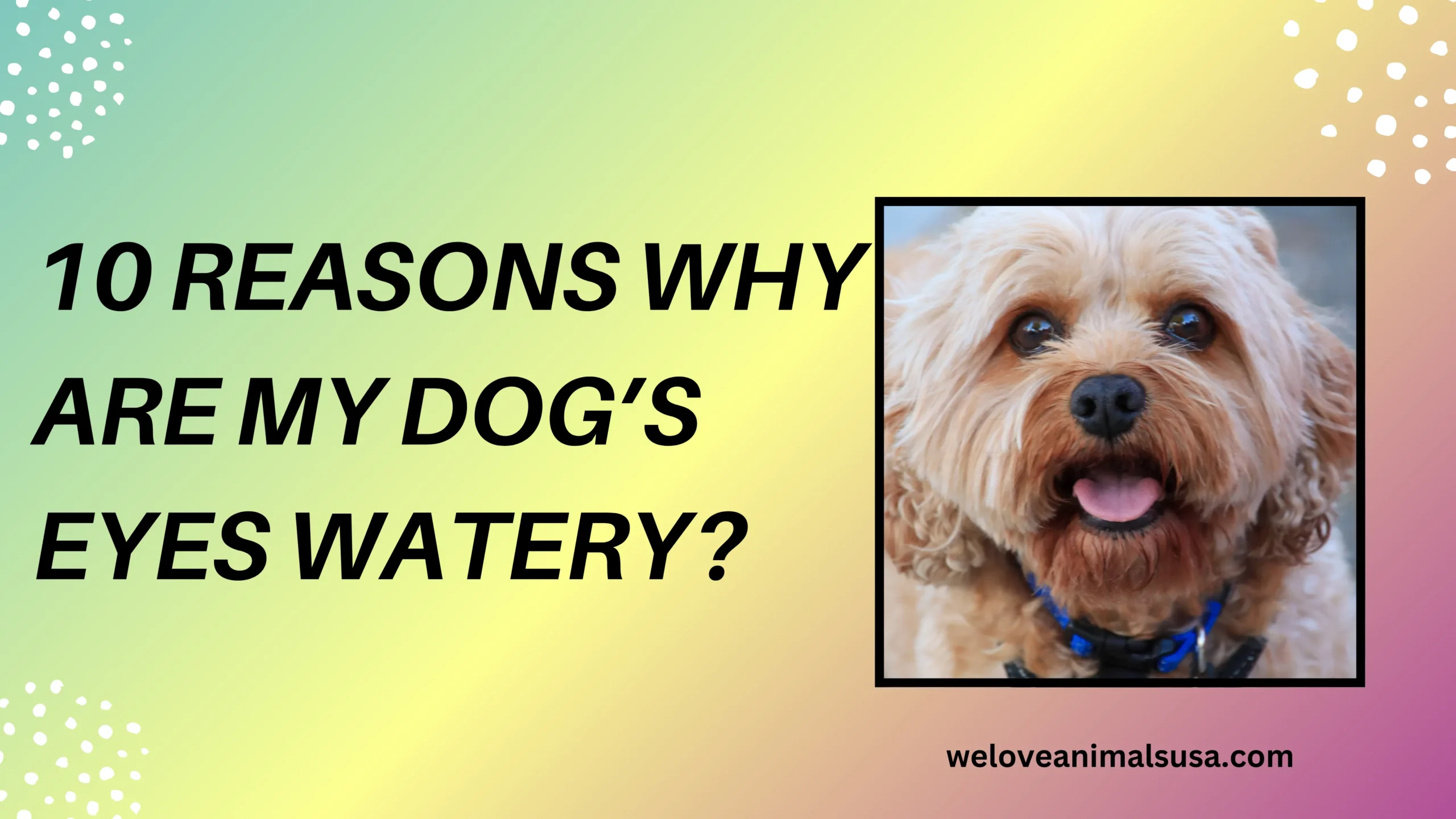 10 Reasons Why Are My Dog’s Eyes Watery