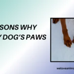 10 Reasons Why Are My Dog’s Paws Red