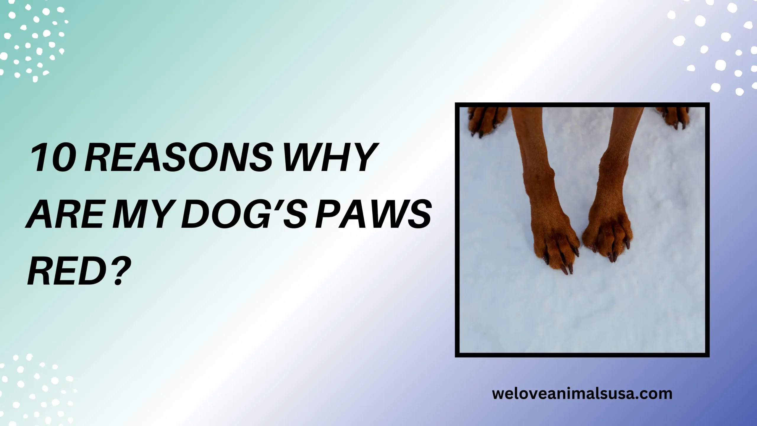 10 Reasons Why Are My Dog’s Paws Red