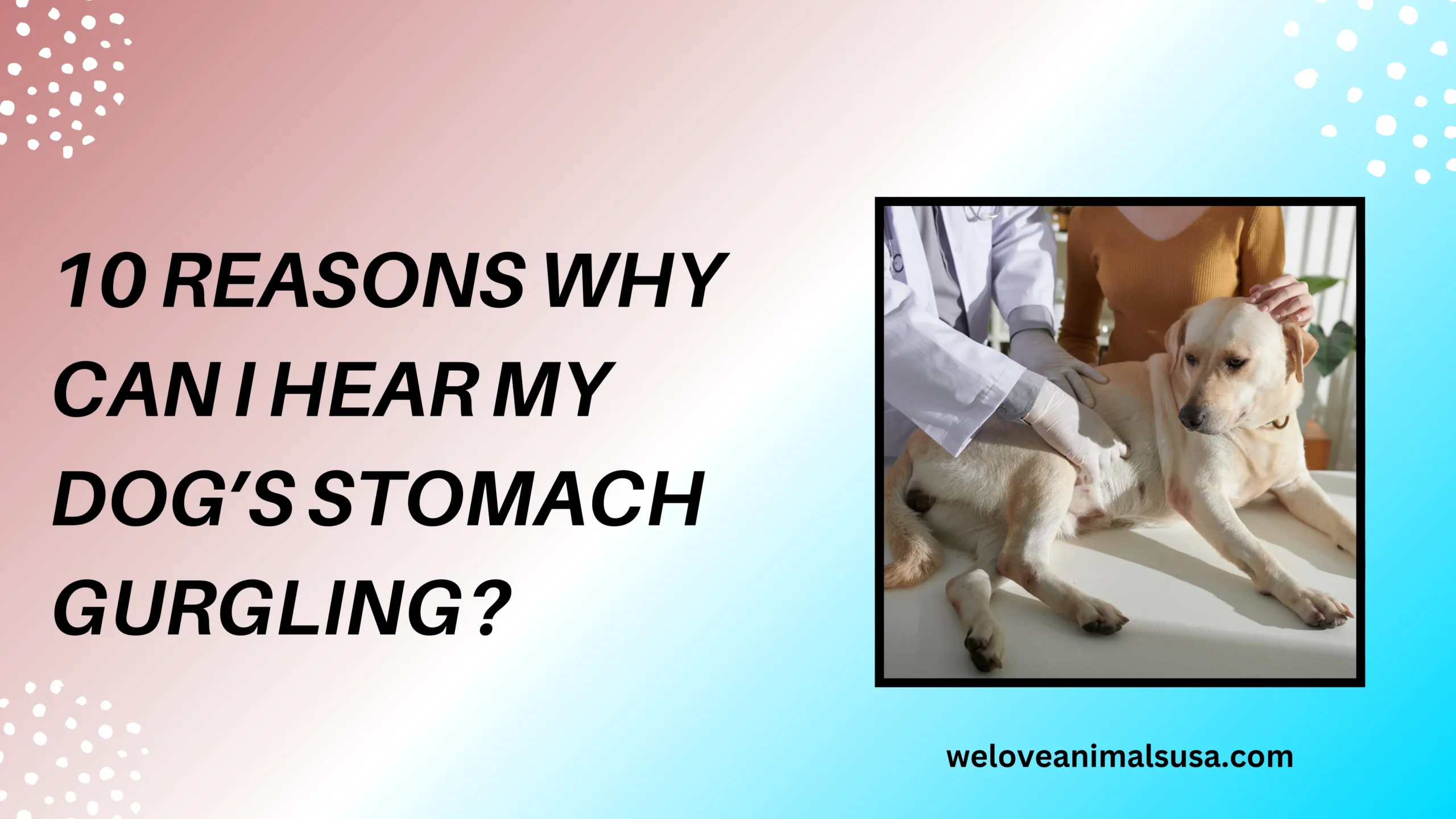 10 Reasons Why Can I Hear My Dog’s Stomach Gurgling