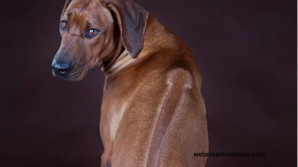 10 Reasons Why Can I Suddenly Feel My Dog’s Spine