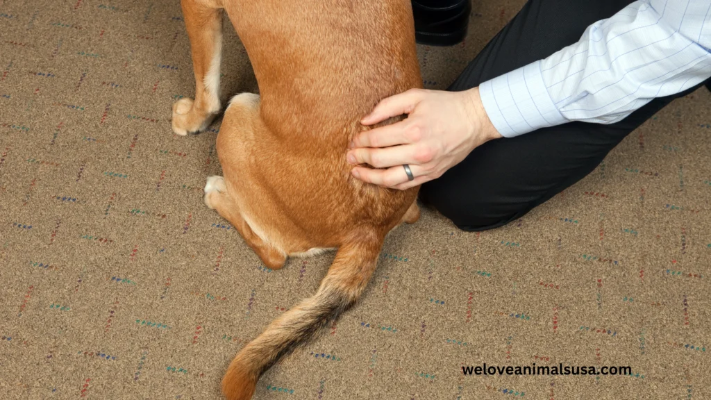 10 Reasons Why Can I Suddenly Feel My Dog’s Spine
