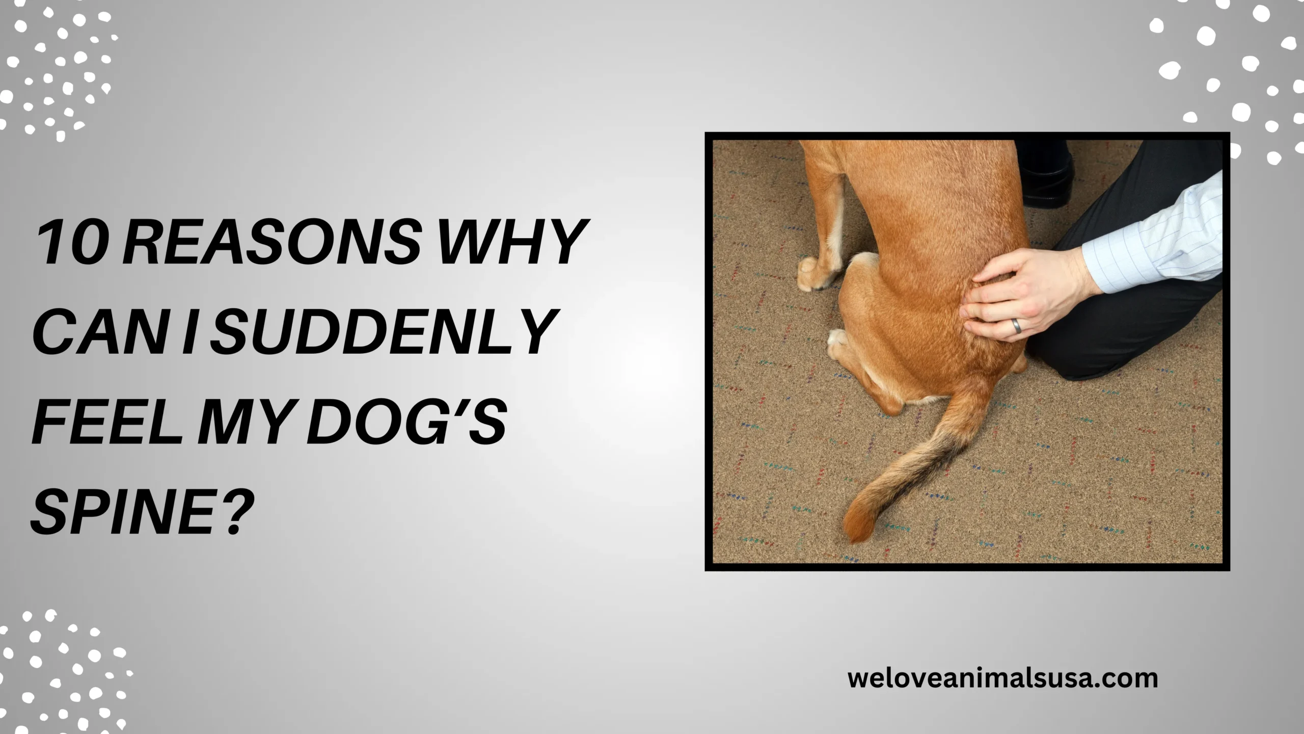 10 Reasons Why Can I Suddenly Feel My Dog’s Spine