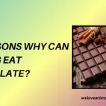 10 Reasons Why Can My Dog Eat Chocolate