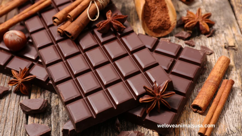 10 Reasons Why Can My Dog Eat Chocolate
