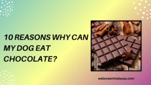 10 Reasons Why Can My Dog Eat Chocolate