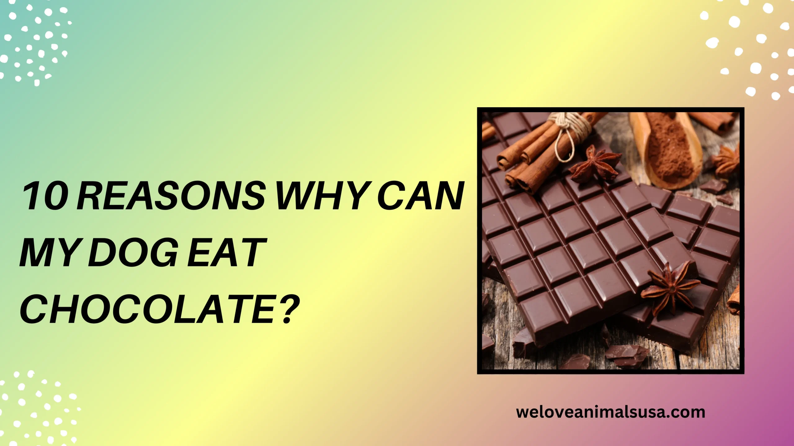 10 Reasons Why Can My Dog Eat Chocolate