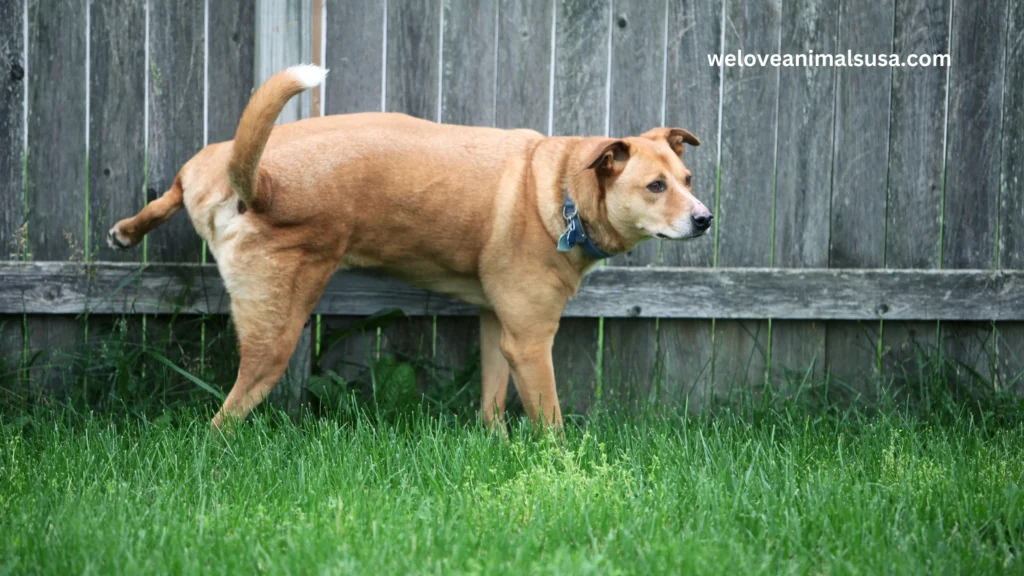 10 Reasons Why Can’t My Dog Pee