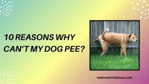 10 Reasons Why Can’t My Dog Pee