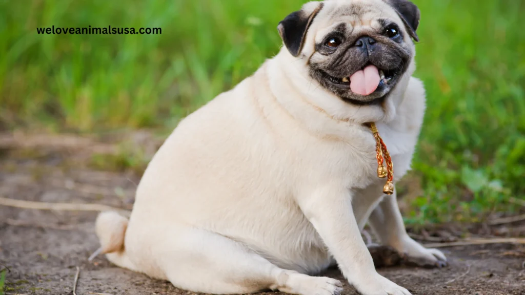 10 Reasons Why Can’t My Dog Stand Up