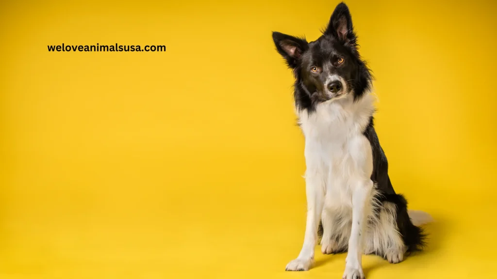 10 Reasons Why Can’t My Dog Stand Up