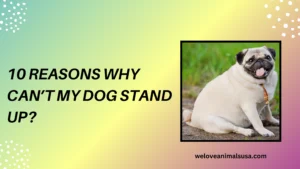 10 Reasons Why Can’t My Dog Stand Up