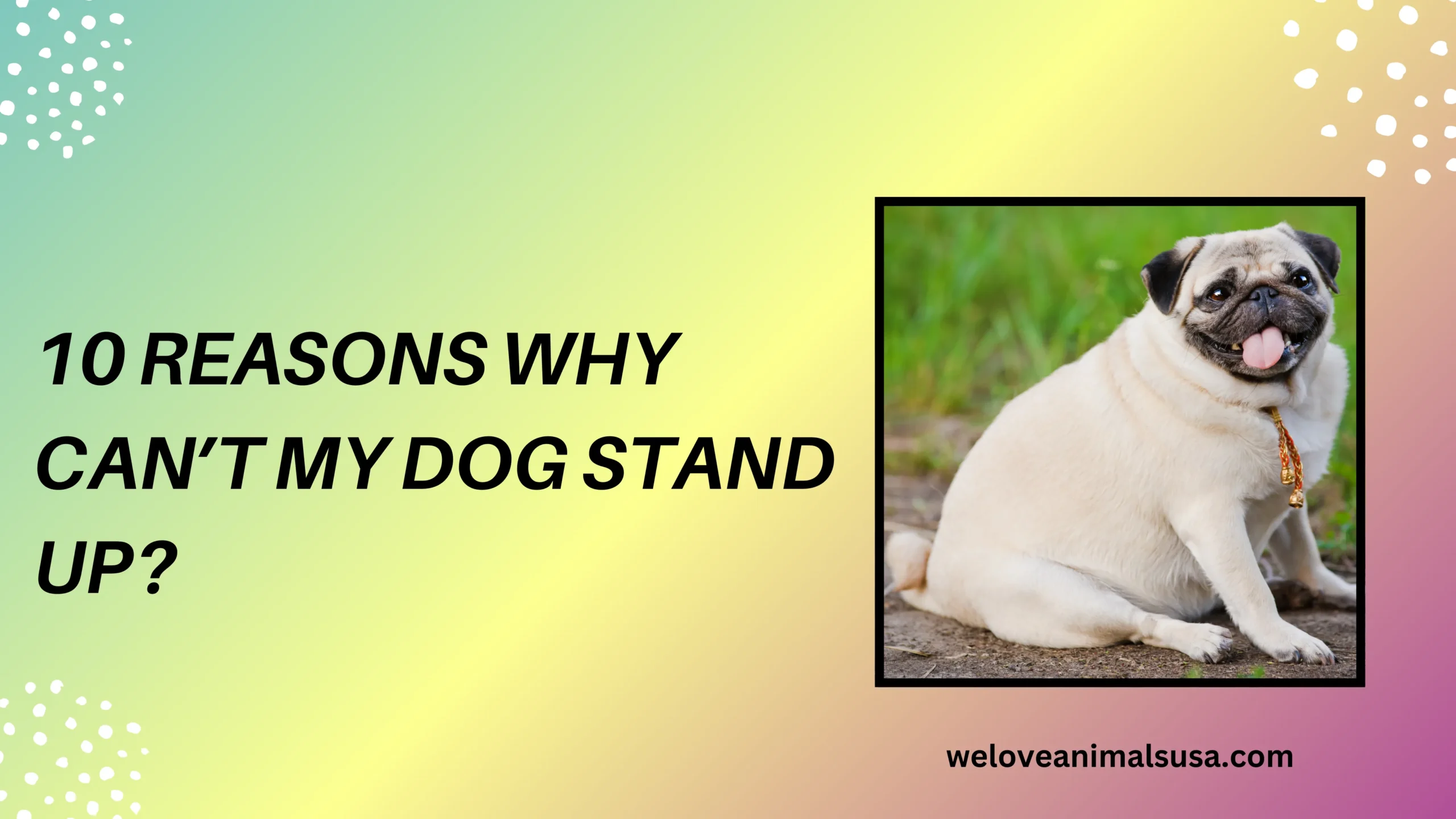 10 Reasons Why Can’t My Dog Stand Up