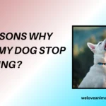 10 Reasons Why Can't My Dog Stop Sneezing