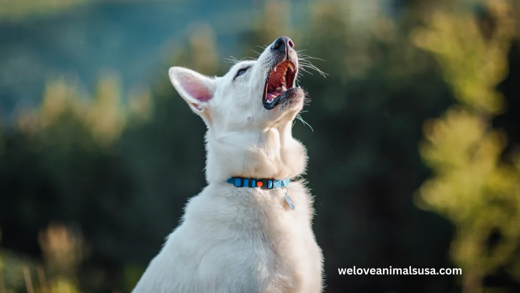 10 Reasons Why Can't My Dog Stop Sneezing