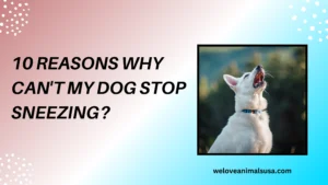 10 Reasons Why Can't My Dog Stop Sneezing