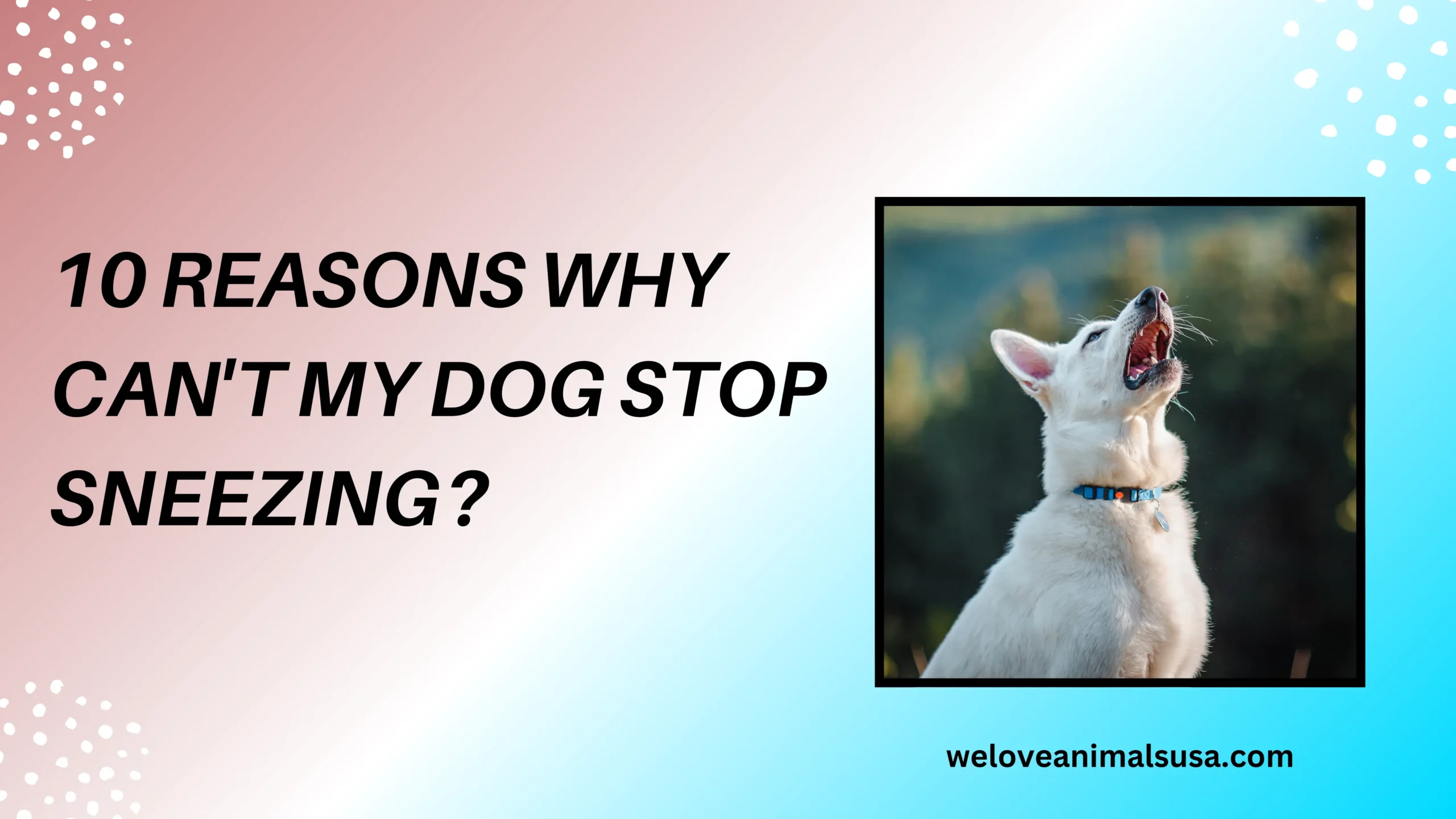 10 Reasons Why Can't My Dog Stop Sneezing