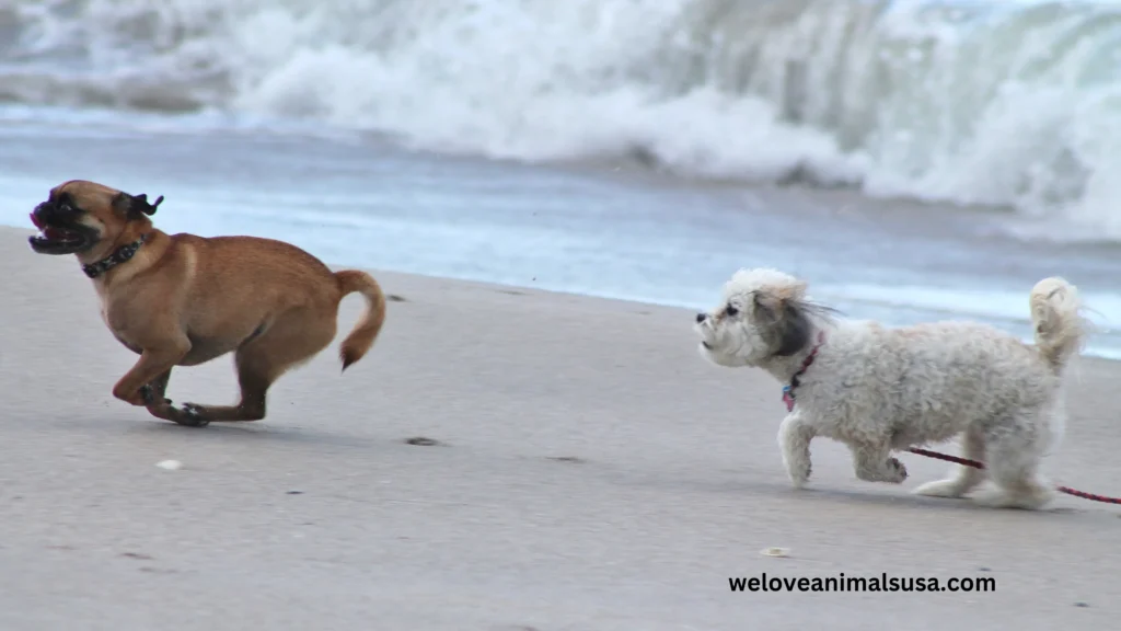 10 Reasons Why Can’t My Dog Walk