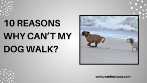 10 Reasons Why Can’t My Dog Walk