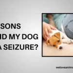 10 Reasons Why Did My Dog Have a Seizure