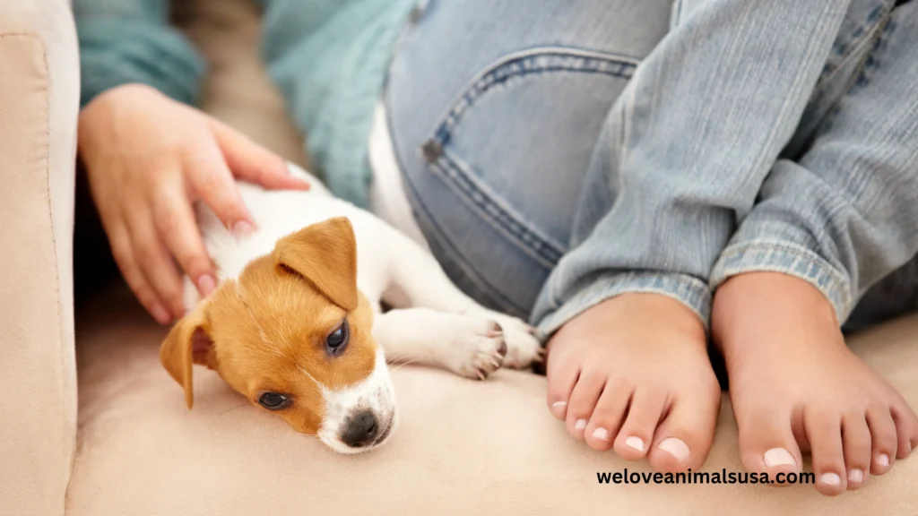 10 Reasons Why Did My Dog Have a Seizure