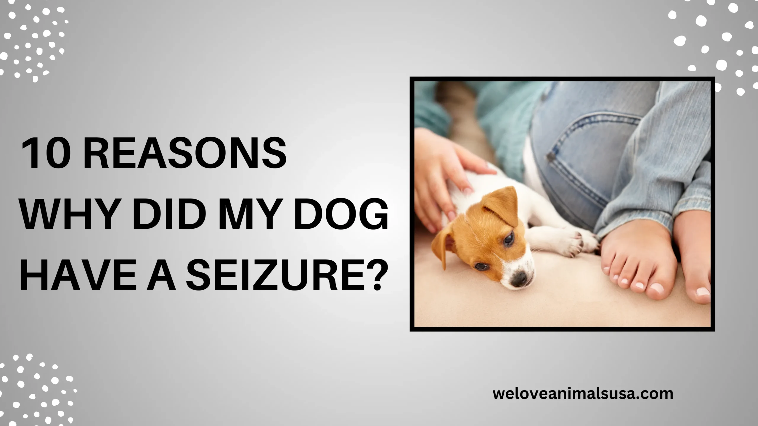 10 Reasons Why Did My Dog Have a Seizure