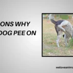 10 Reasons Why Did My Dog Pee on Me