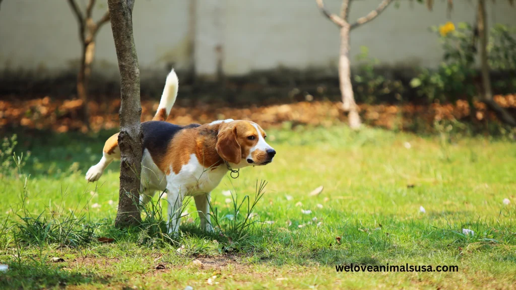 10 Reasons Why Did My Dog Pee on Me