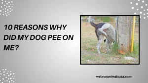 10 Reasons Why Did My Dog Pee on Me