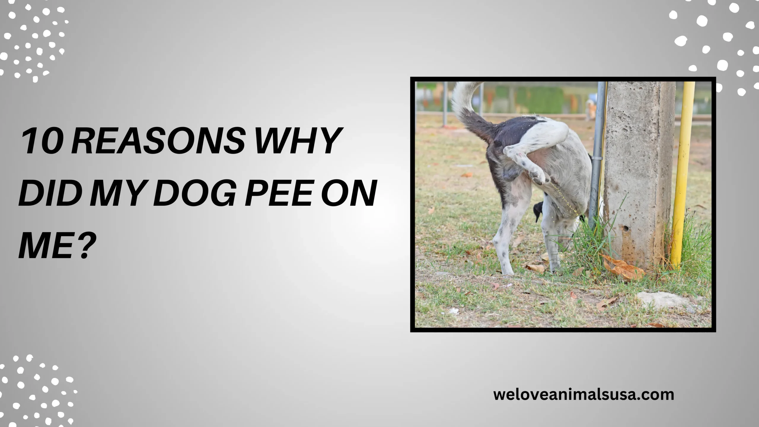 10 Reasons Why Did My Dog Pee on Me