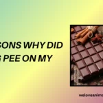 10 Reasons Why Did My Dog Pee on My Bed