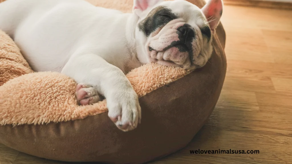 10 Reasons Why Did My Dog Pee on My Bed