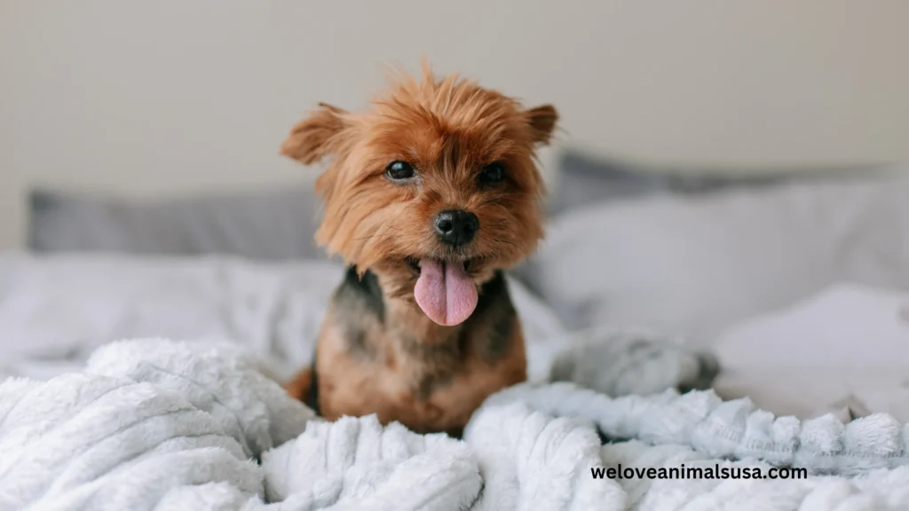10 Reasons Why Did My Dog Pee on My Bed