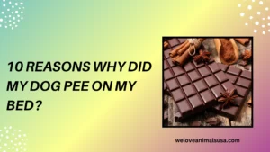 10 Reasons Why Did My Dog Pee on My Bed