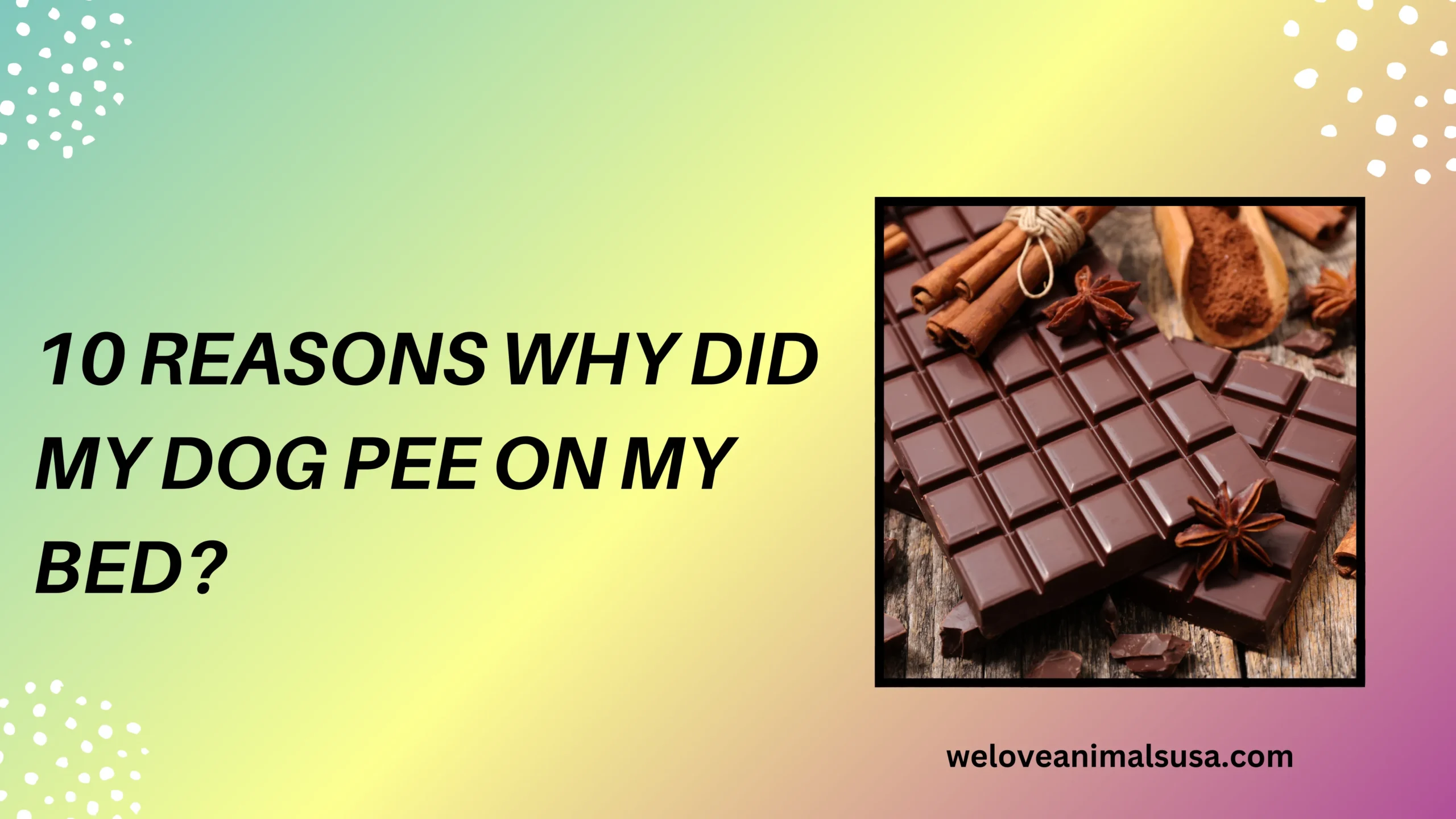 10 Reasons Why Did My Dog Pee on My Bed