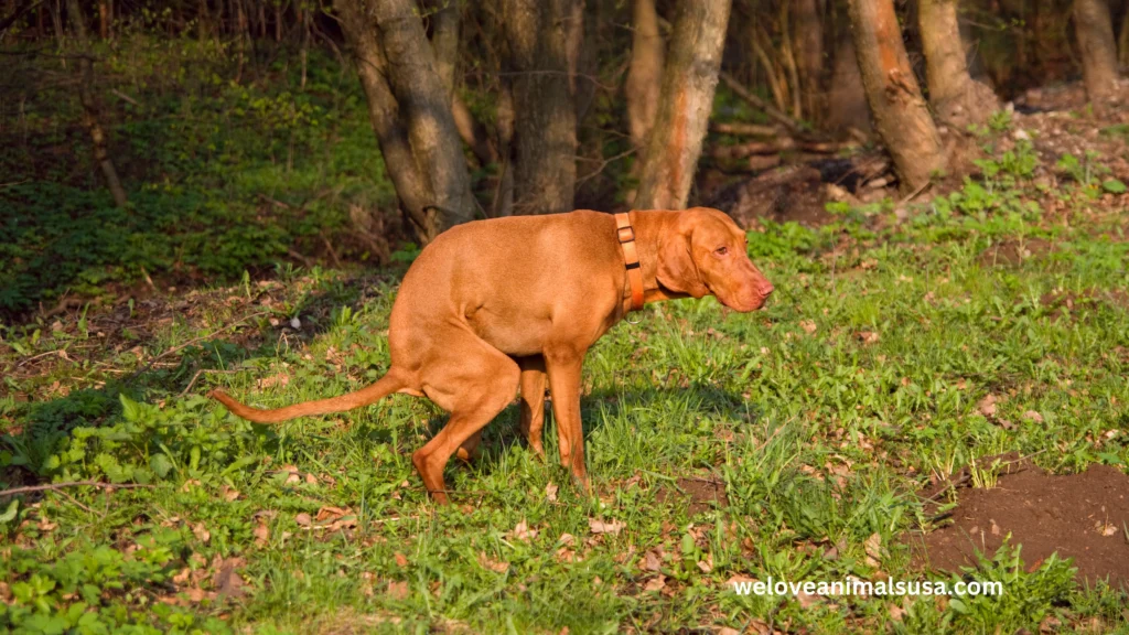 10 Reasons Why Did My Dog Poop Blood