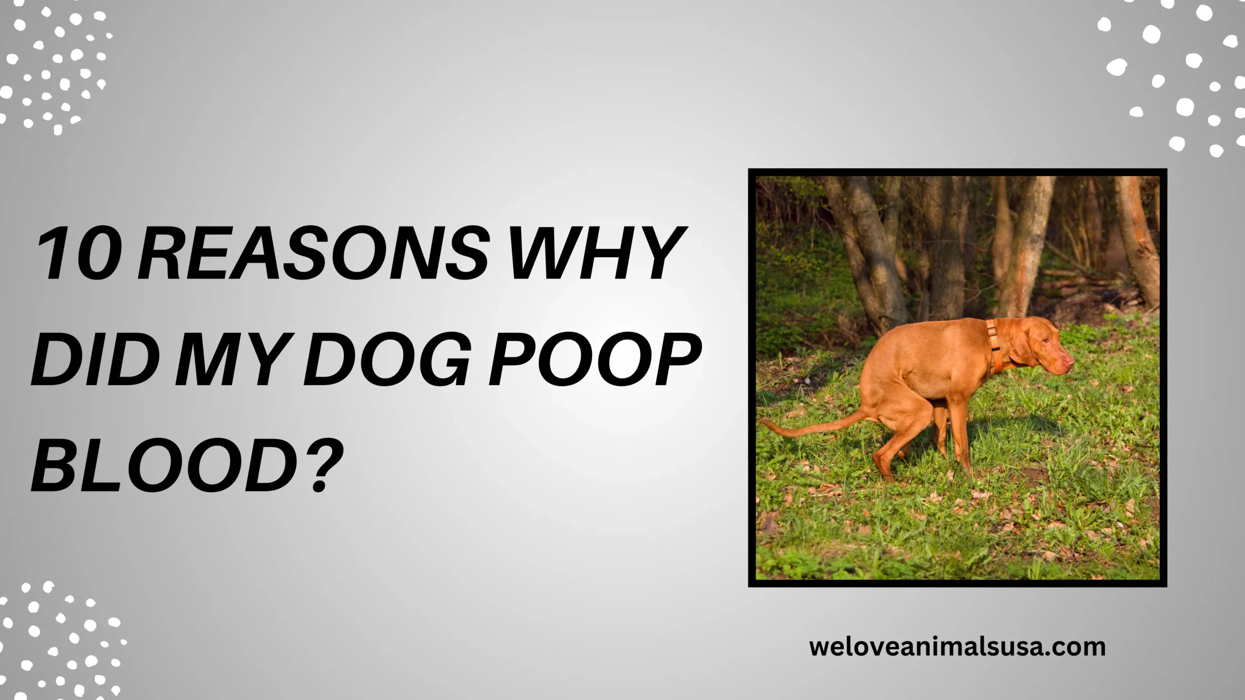 10 Reasons Why Did My Dog Poop Blood