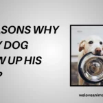 10 Reasons Why Did My Dog Throw Up His Food