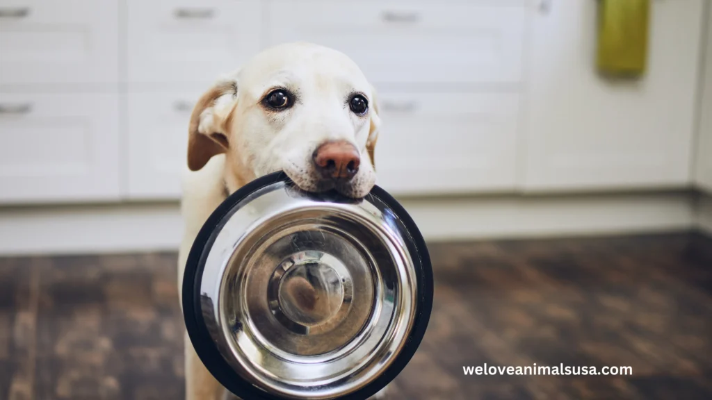 10 Reasons Why Did My Dog Throw Up His Food
