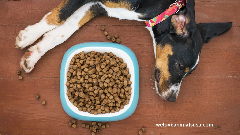 10 Reasons Why Did My Dog Throw Up His Food