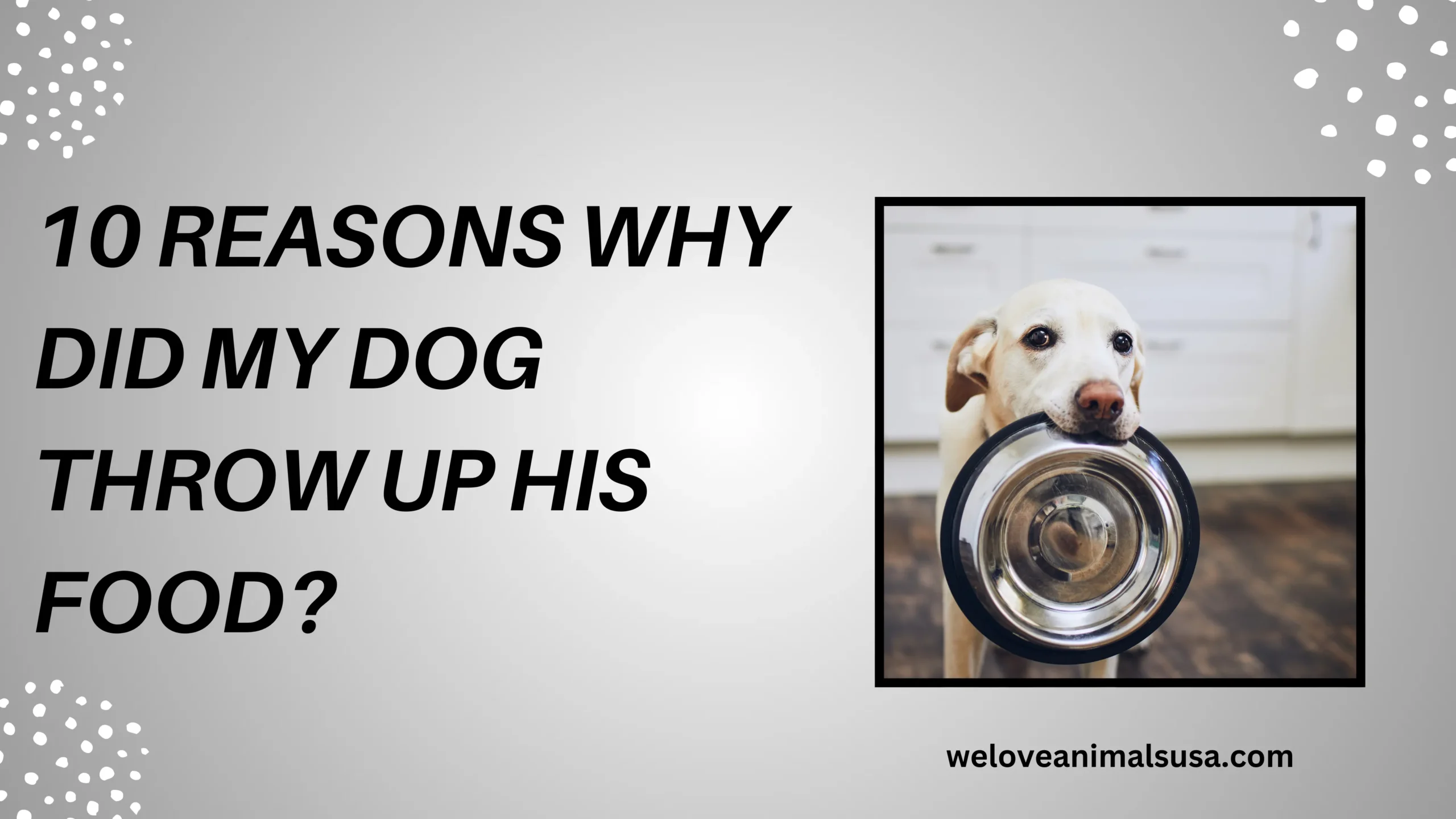 10 Reasons Why Did My Dog Throw Up His Food