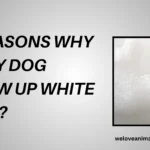 10 Reasons Why Did My Dog Throw Up White Foam